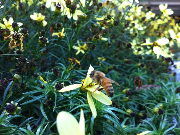 Blakes beekeepers support bees, reduce sting of mysterious bee die-outs