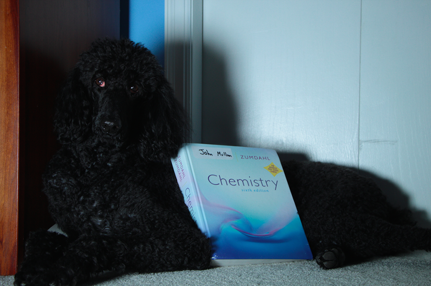 A dog and an AP Chemistry textbook - the yin and yang of stress (relief).