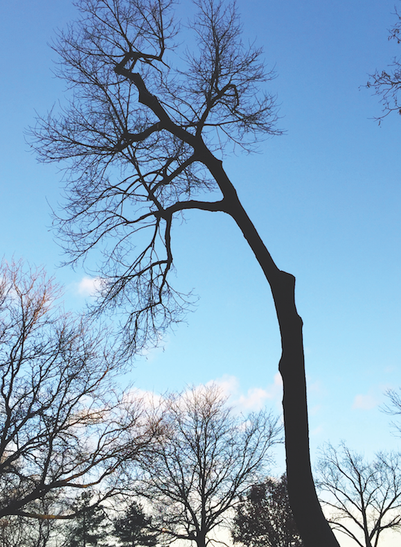 Barren trees signal the transition to cold weather, and for some students, their mood suffers