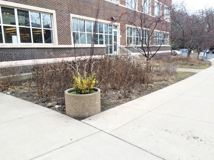 The raingarden soaks up run off rain water instead of letting it pick up sediment and flowing into lakes. 