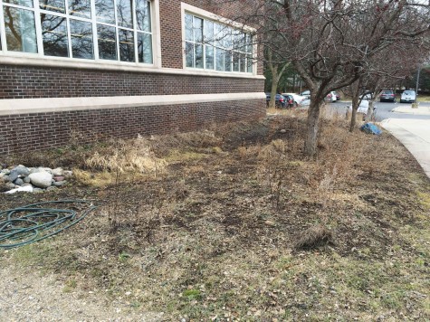 The raingarden prevents the uncontrolled growth of algae in lakes, benefiting both the garden and the surrounding lakes. 