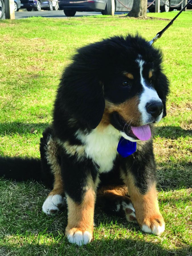 Even on the hottest days, Joe Mairs ‘20’s Bernese Mountain Dog Gary is a staple at boys’ tennis matches.