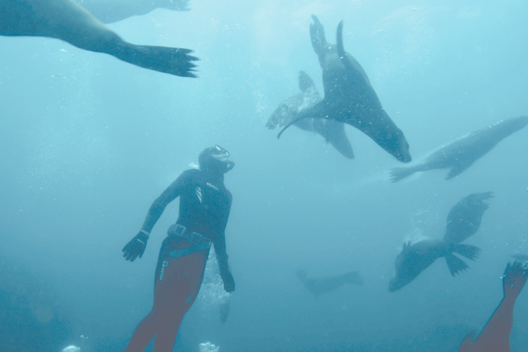 Markusen freedives with a pinniped of seals