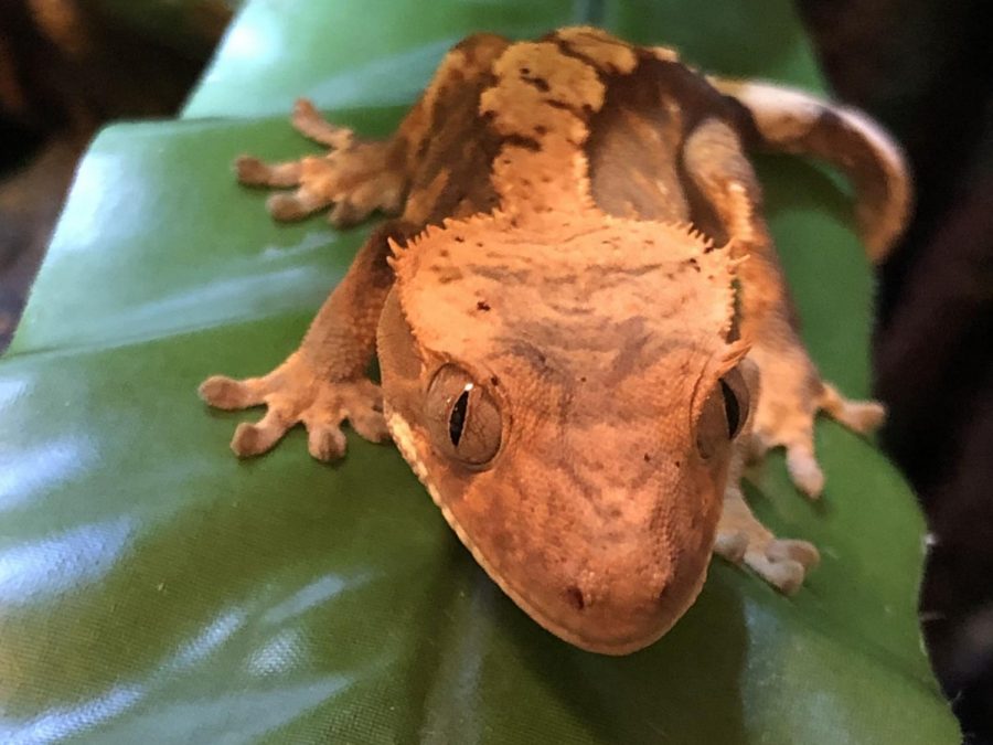 Science Teachers Feature Live Animals In Courses