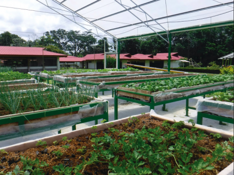 Smaller scale gardens that grow herbs and vegetable are an excellent way to avoid the problems of imported crops.
