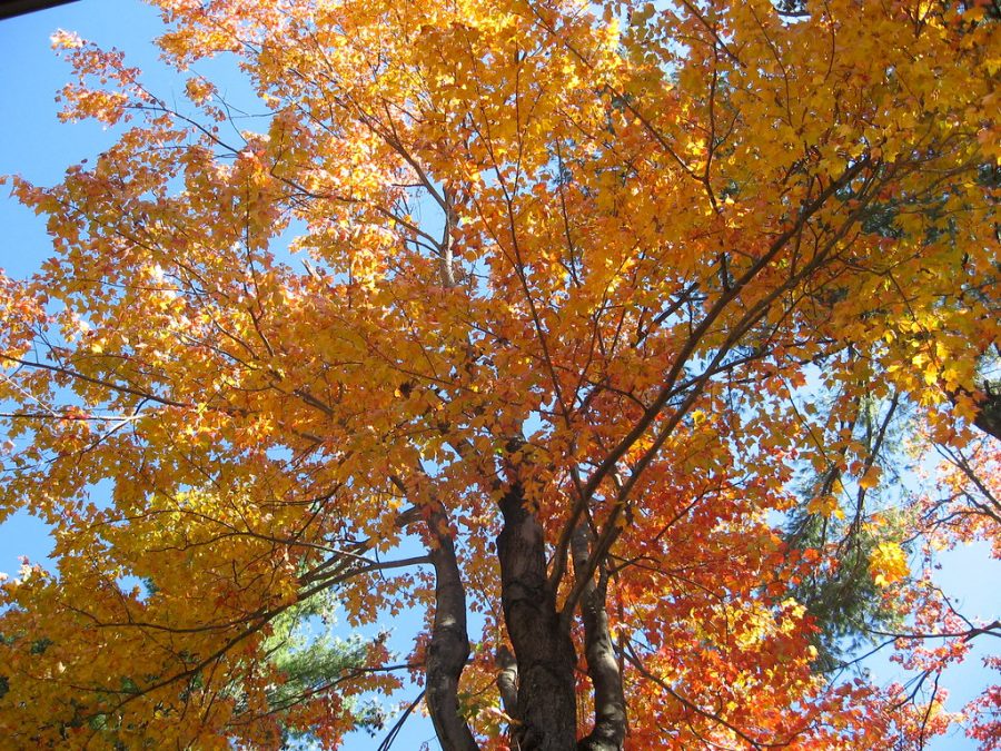 As fall quickly starts to feel like winter, students look forward to the approaching Thanksgiving holiday. 