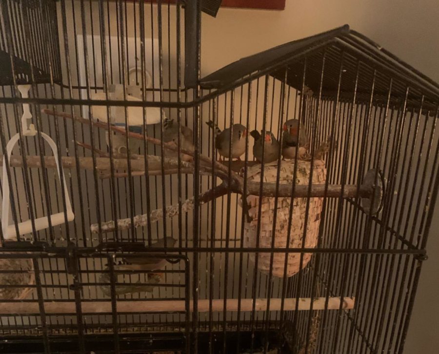 Khan’s three Australian zebra finches rest in their cage. Zebra finches are the most popular cage bird to own, as they don’t require too much time. 