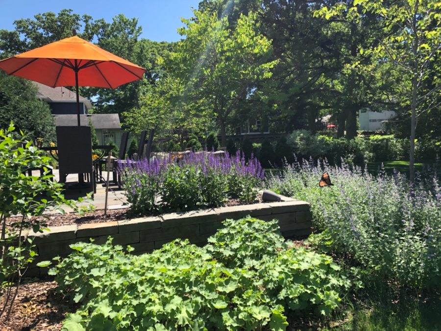 A backyard garden is filled with salvia (purple plants), lady’s mantle, cat mint, and eastern redbud trees. These plants thrive in the summer and spring as they’re speckled with bumblebees and butterflies.