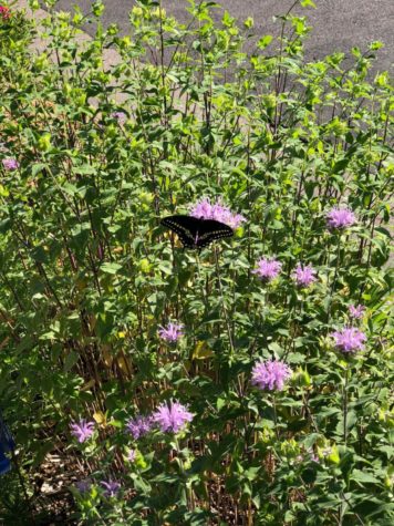 A Black Swallowtail butterfly lands on Monarda, yet another one of Vance’s plants in her vast pollinator garden.