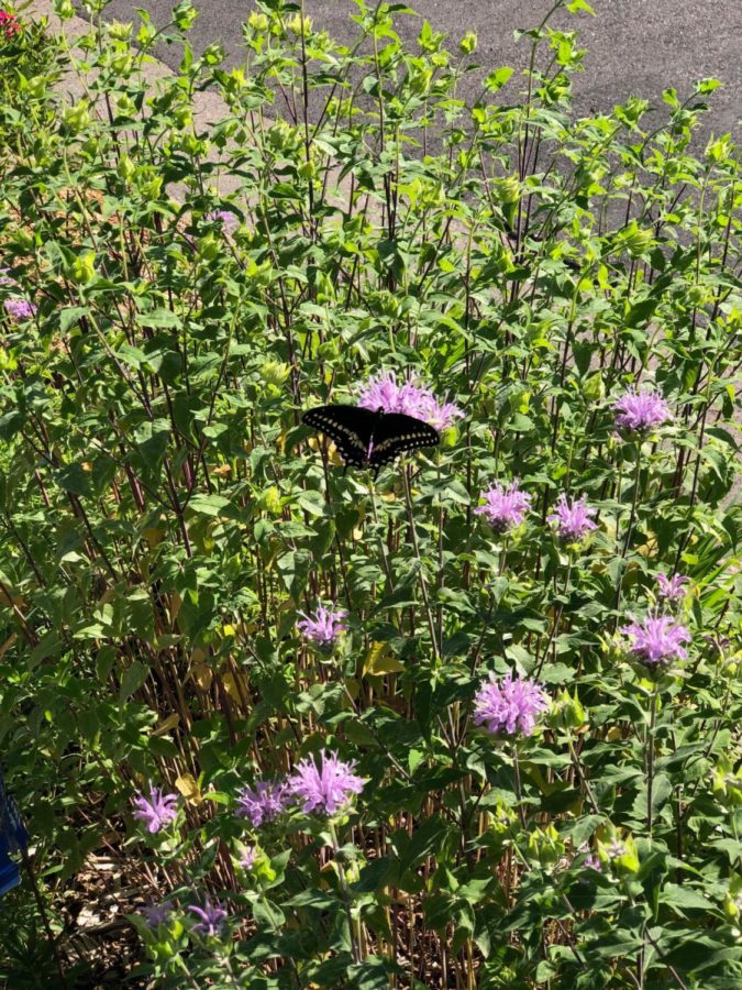 A+Black+Swallowtail+butterfly+lands+on+Monarda%2C+yet+another+one+of+Vance%E2%80%99s+plants+in+her+vast+pollinator+garden.