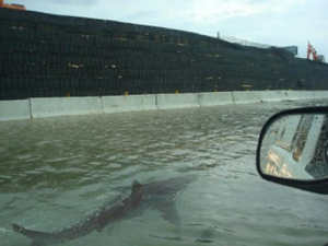 The infamous Hurricane Shark took the internet by storm, only later to be revealed as edited. 