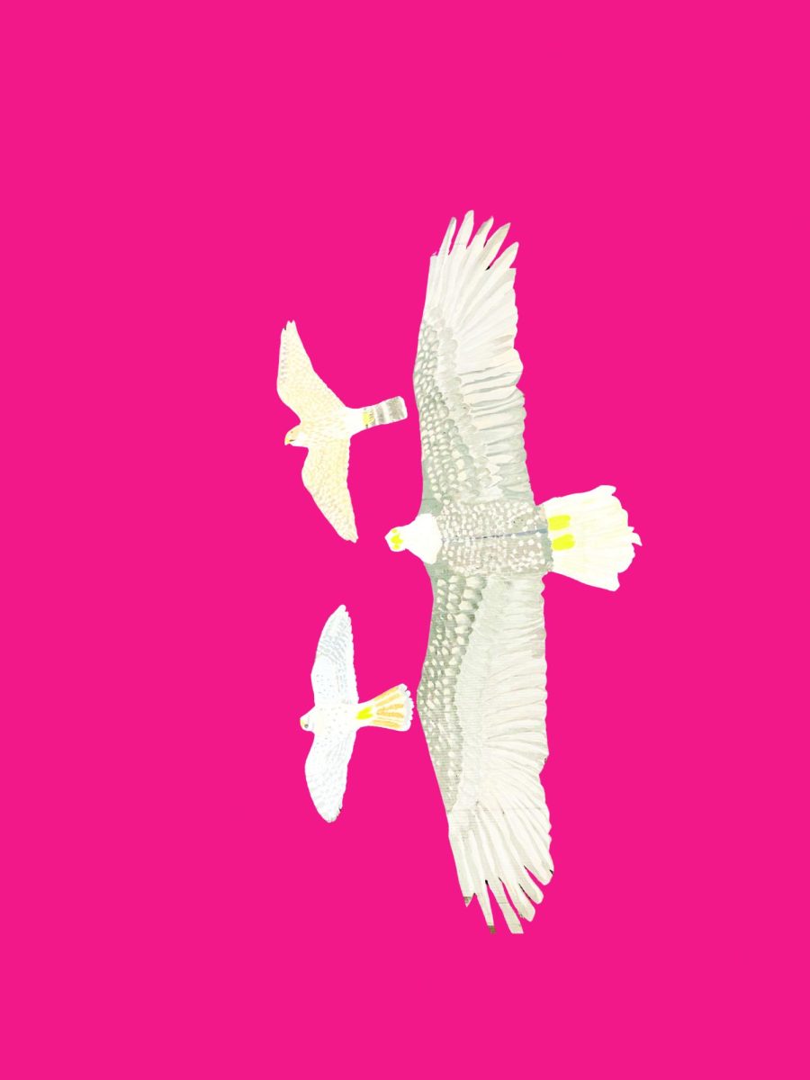 Cardboard Birds to Fly Through Library