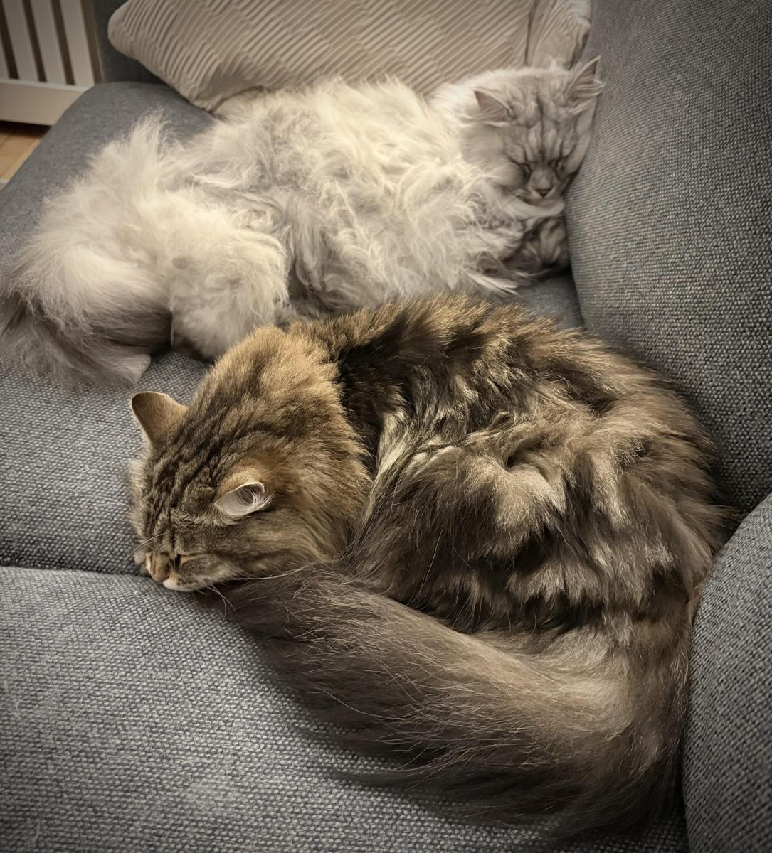 Skibell's two cats, Freya and Luna, cuddle together on the couch.