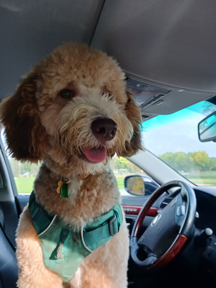 Valdesolo's aussiedoodle, Penny, takes a ride in the car.